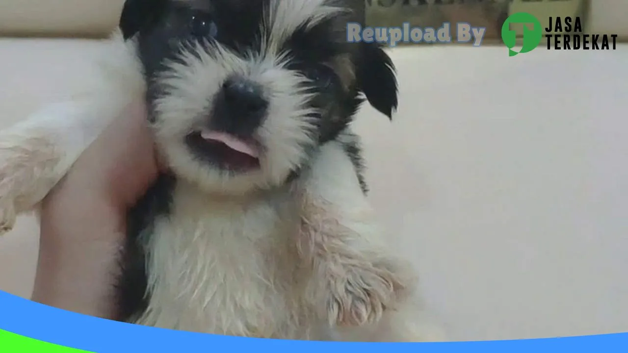 Gambar TonsKennel Medan Petshop di Medan, Sumatera Utara ke 1