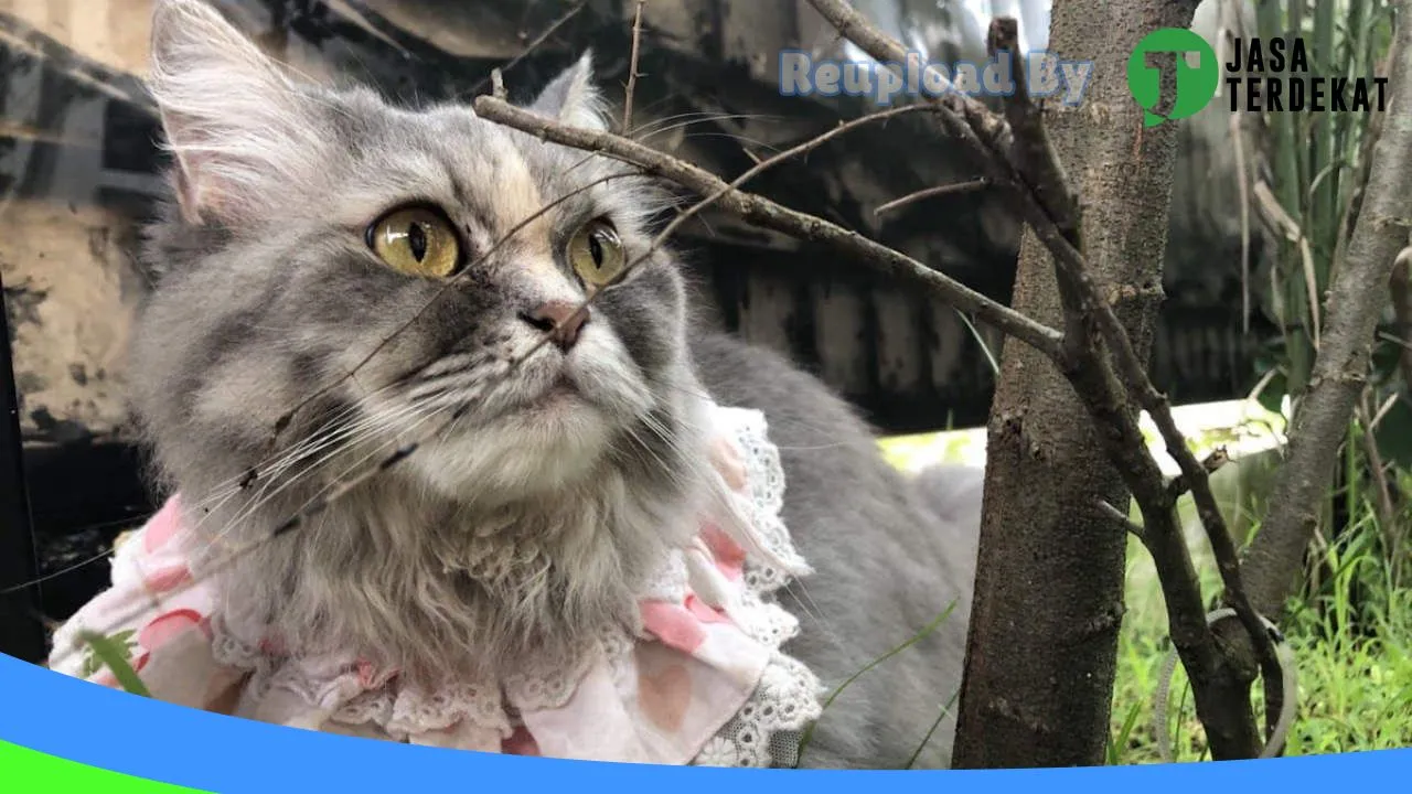 Gambar RH PETCARE ! Dokter Hewan, PETSHOP Manna Bengkulu Selatan di Bengkulu Selatan, Bengkulu ke 1