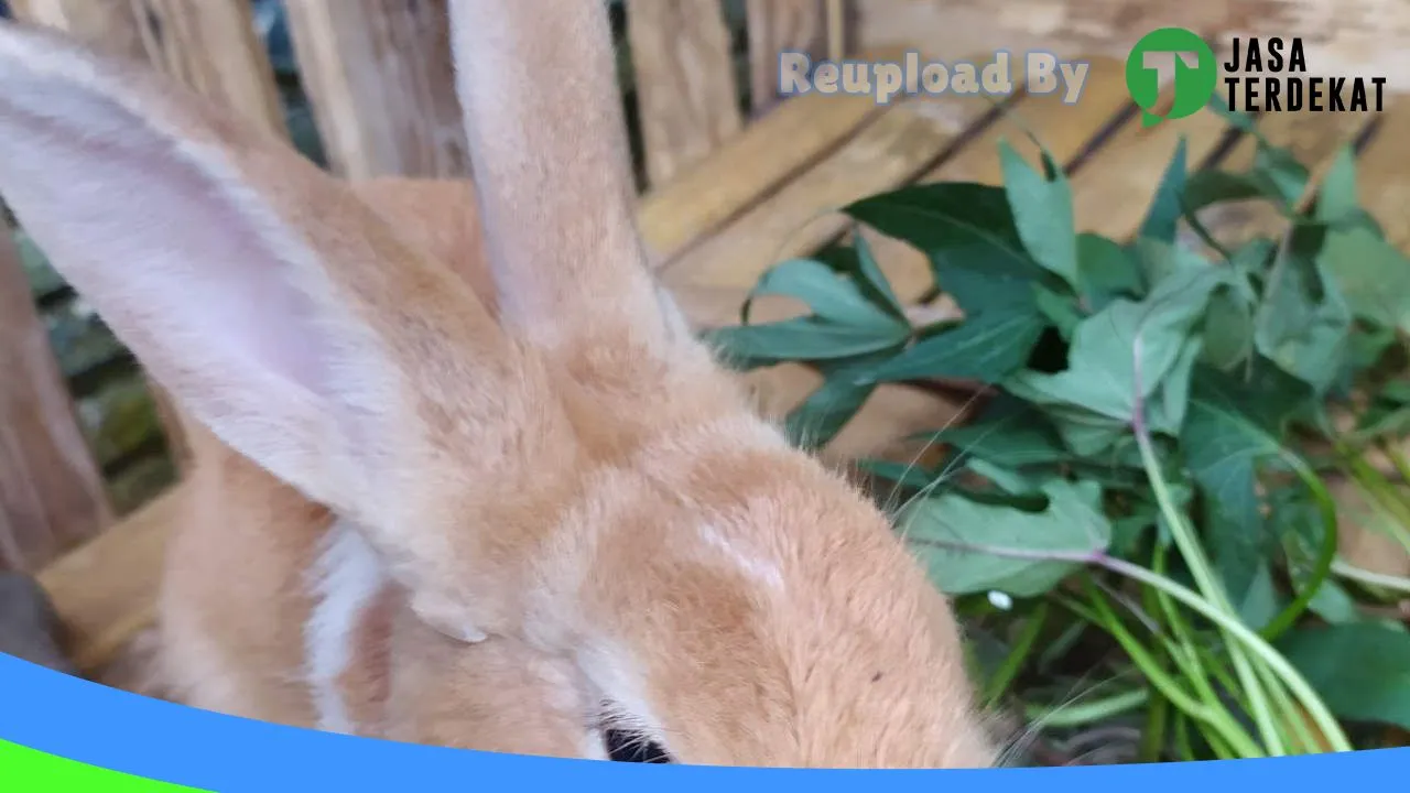 Gambar Rumah kelinci di Bantaeng, Sulawesi Selatan ke 4