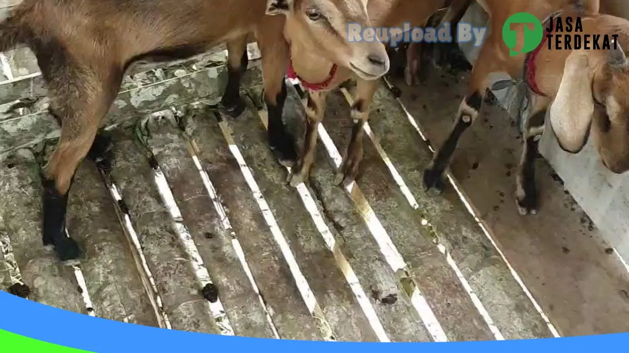 Gambar RiyanQa Petshop & Care di Aceh Tenggara, Aceh ke 2