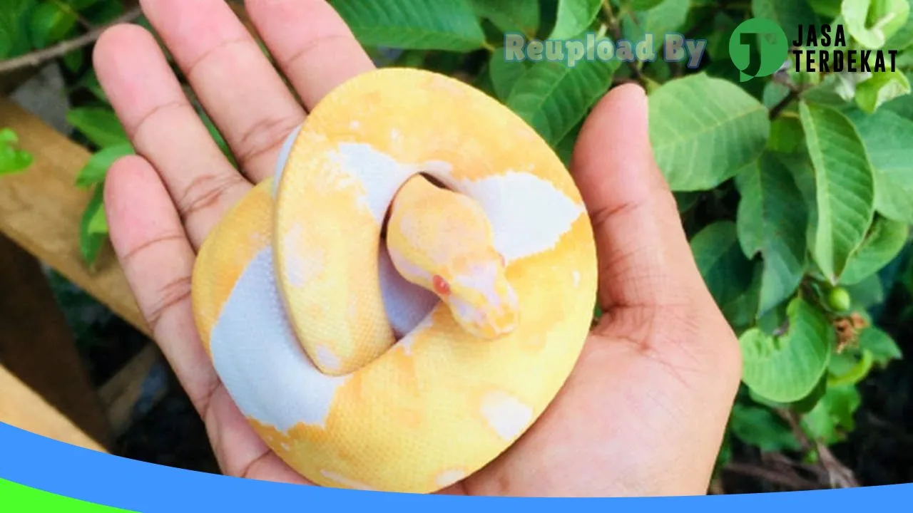 Gambar Kamerejet Petshop (Kisbung Mini Reptile Zoo) di Katingan, Kalimantan Tengah ke 1