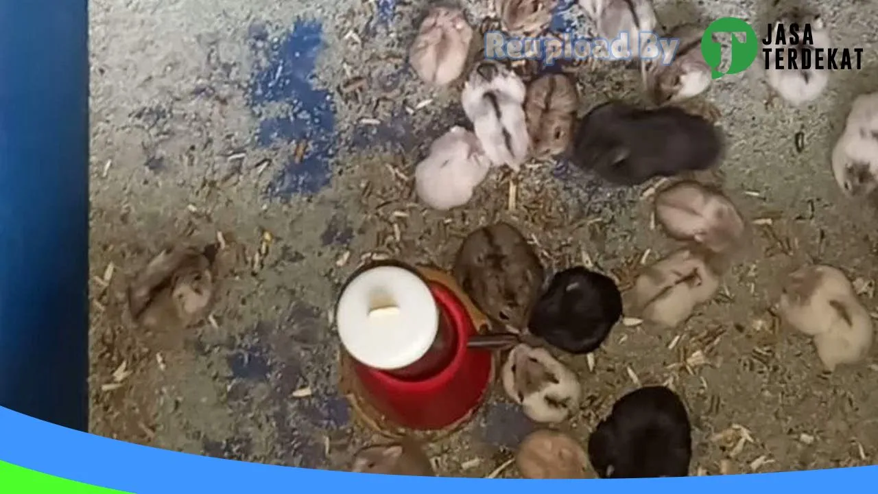 Gambar HAMSTER PLG di Palembang, Sumatera Selatan ke 1