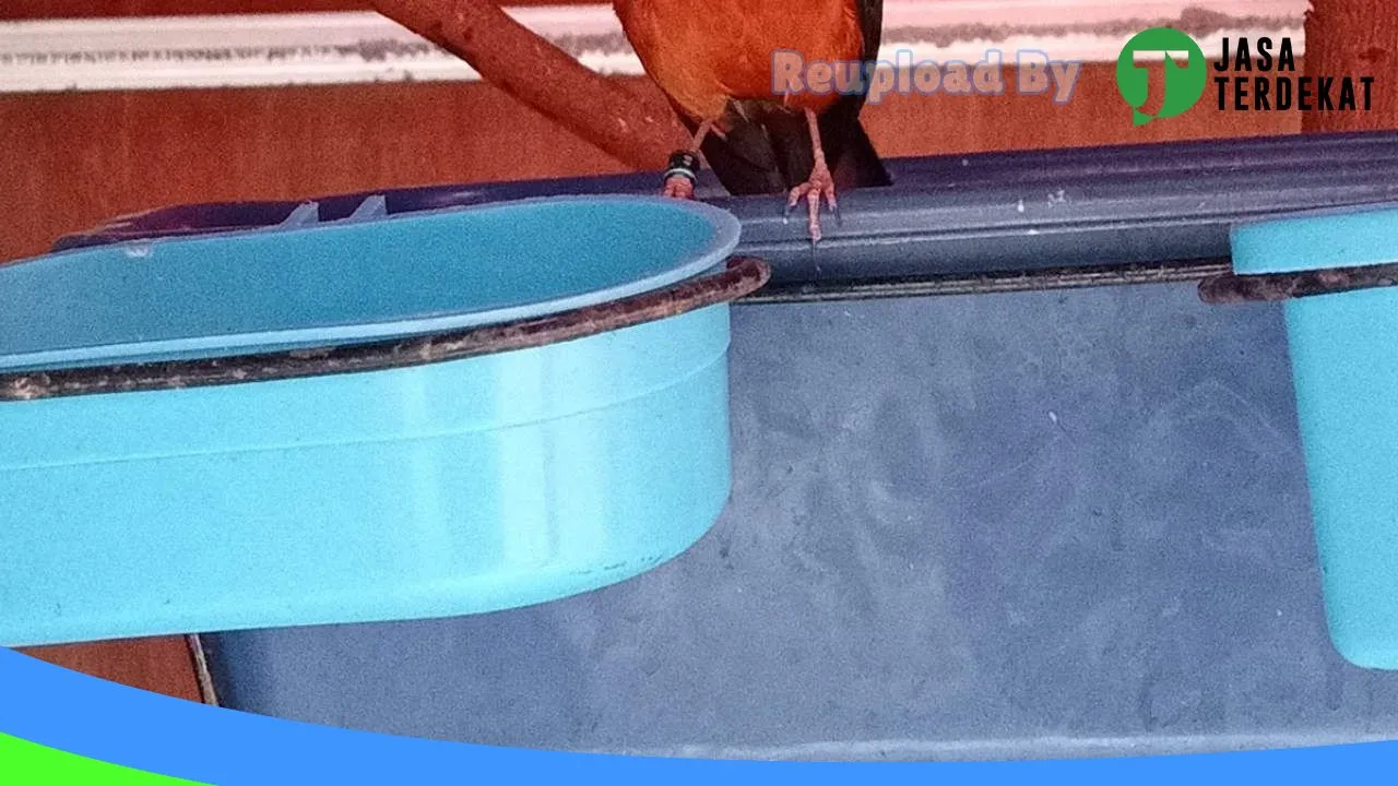 Gambar Nuha BF & Nuha Betta fish di Kepulauan Seribu, DKI Jakarta ke 3