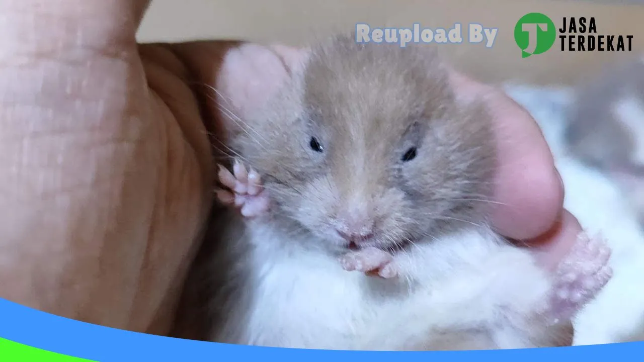 Gambar Rumah Hamster di Jakarta Pusat, DKI Jakarta ke 2