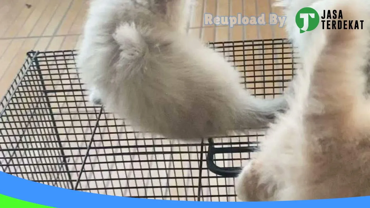 Gambar Cemara Petshop Sumbawa di Sumba Barat, Nusa Tenggara Timur ke 5