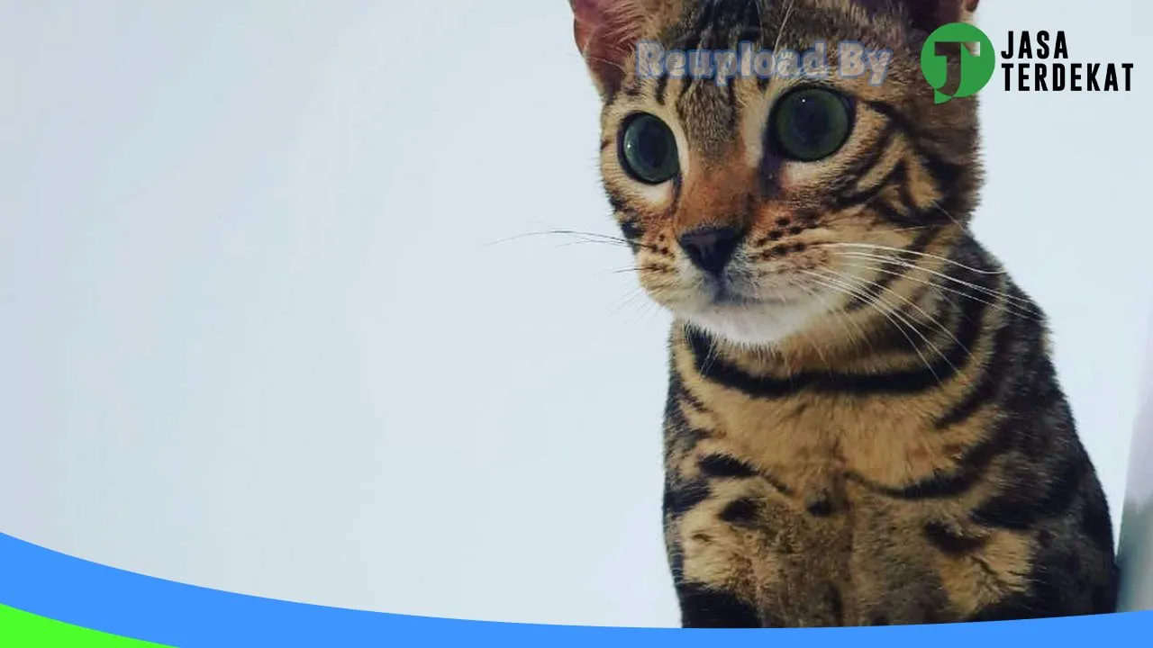 Gambar PET SHOP KMS KUCING MANIA SOLO DAWUNG di Surakarta, Jawa Tengah ke 1