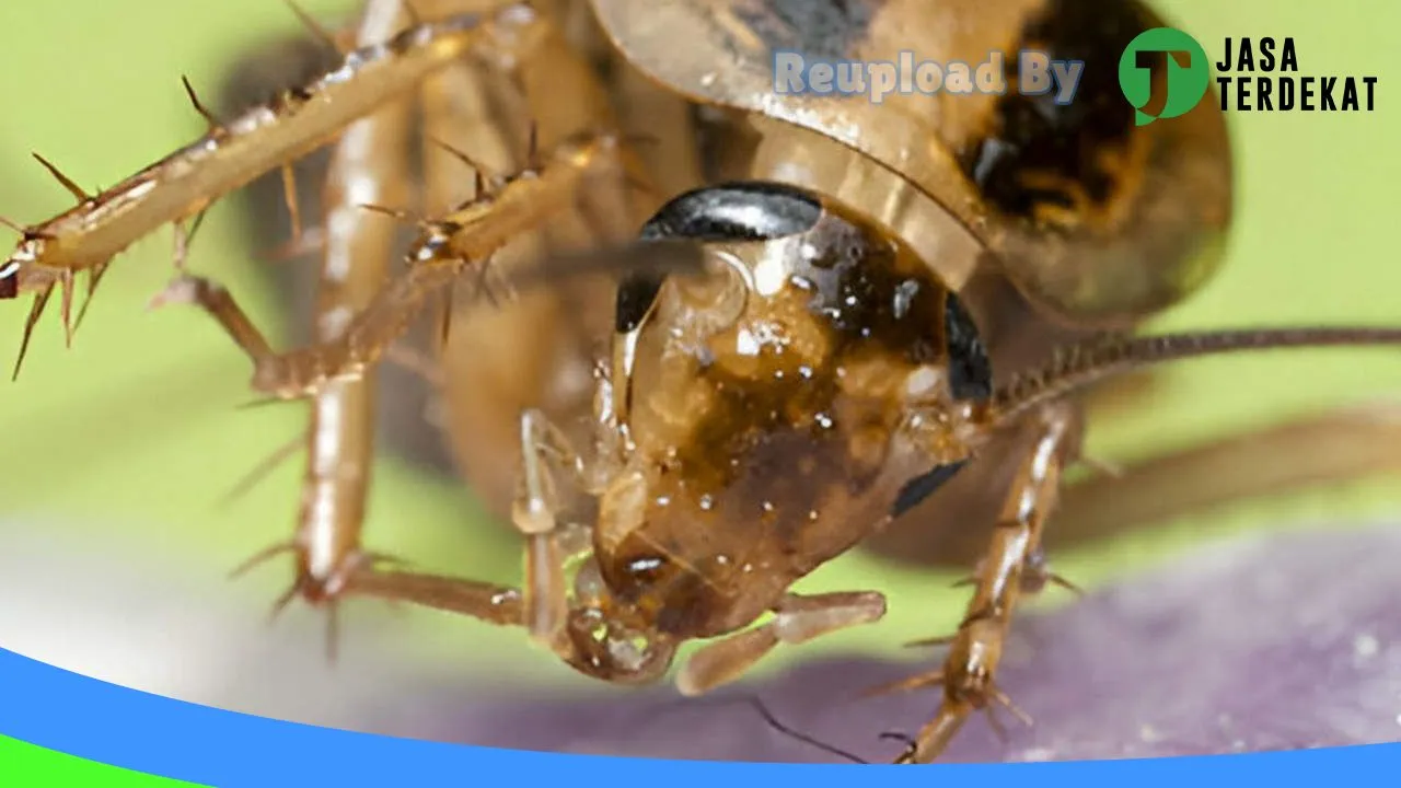 Gambar Insekta Pest Control Medan | Anti Rayap | Fumigasi di Deli Serdang, Sumatera Utara ke 4