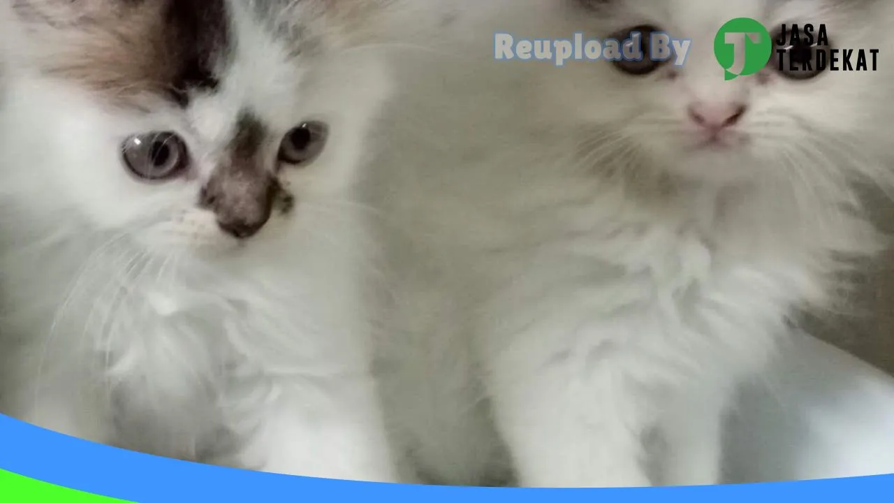 Gambar Venice Petshop di Medan, Sumatera Utara ke 3