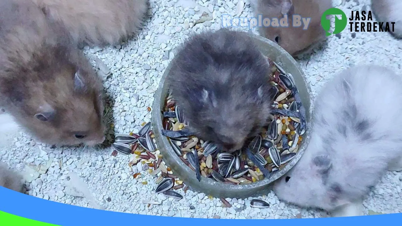 Gambar Rumah Hamster di Jakarta Pusat, DKI Jakarta ke 3