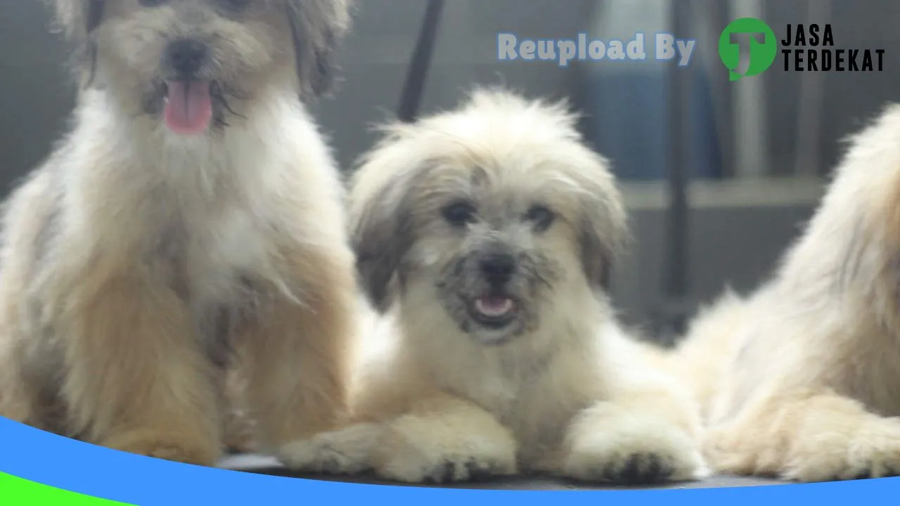 Gambar Joy Petshop Timika di Tolikara, Papua ke 3