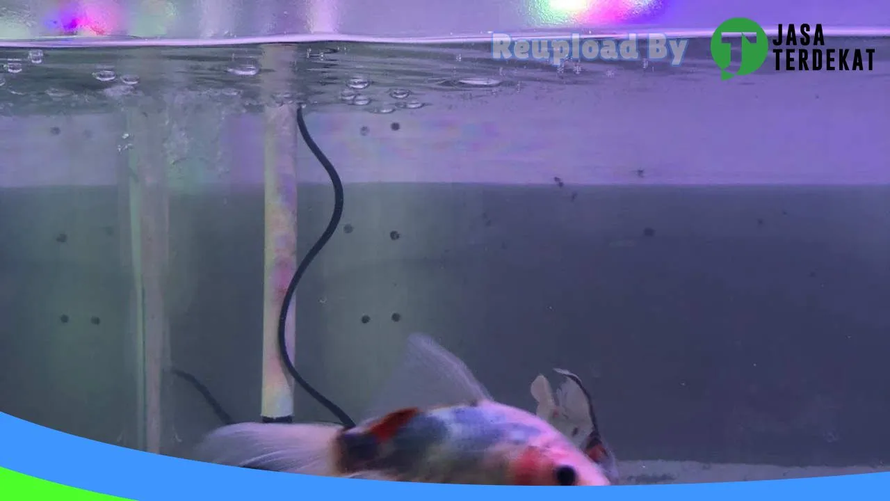 Gambar Samudera Aquatic & Pet Shop di Pacitan, Jawa Timur ke 2