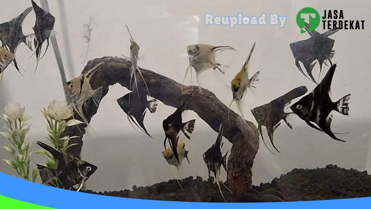 Gambar Betta Natural di Tojo Una-Una, Sulawesi Tengah ke 3