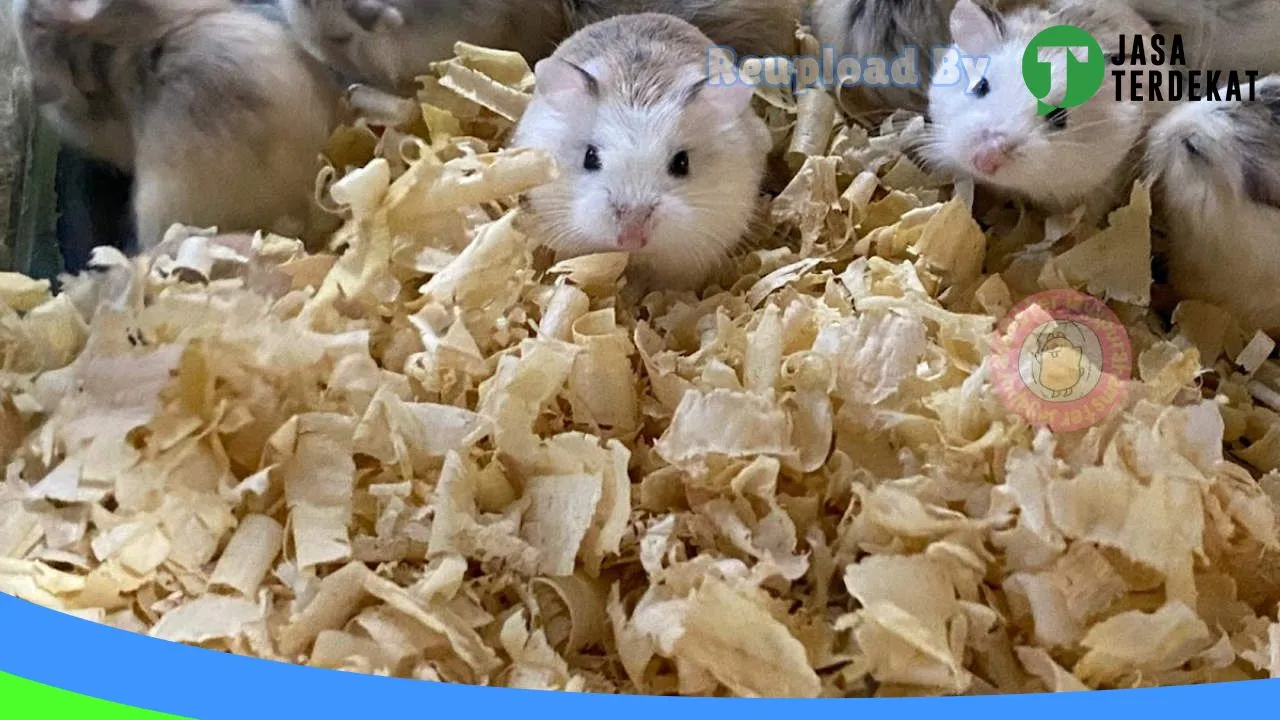 Gambar hamster jayapura di Jayapura, Papua ke 2