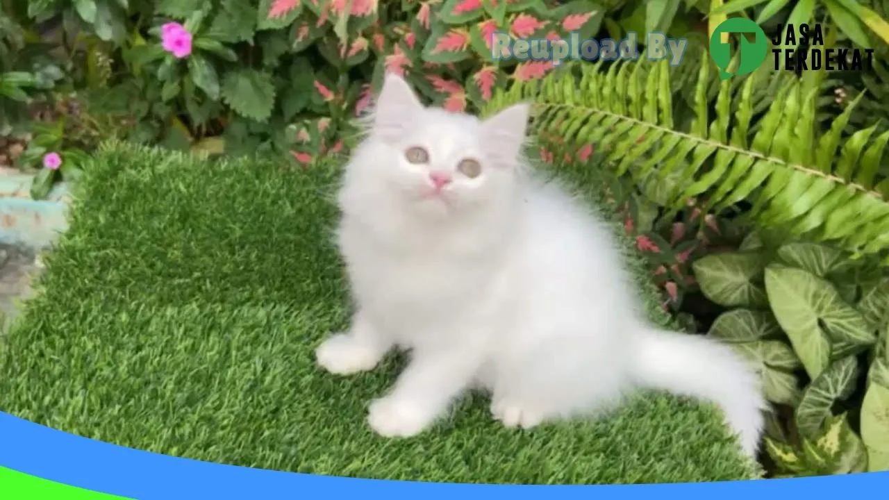 Gambar Omah Kucing Madiun di Kota Madiun, Jawa Timur ke 1