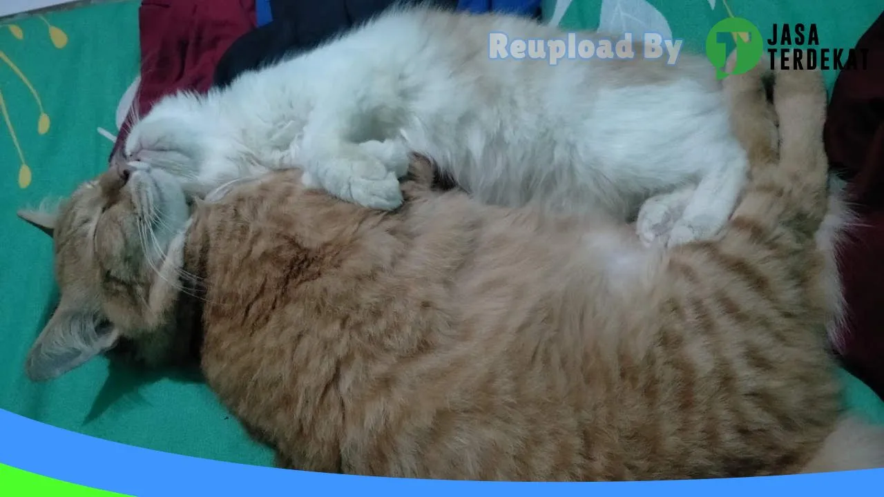 Gambar MA’AZZA PETSHOP di Supiori, Papua ke 2