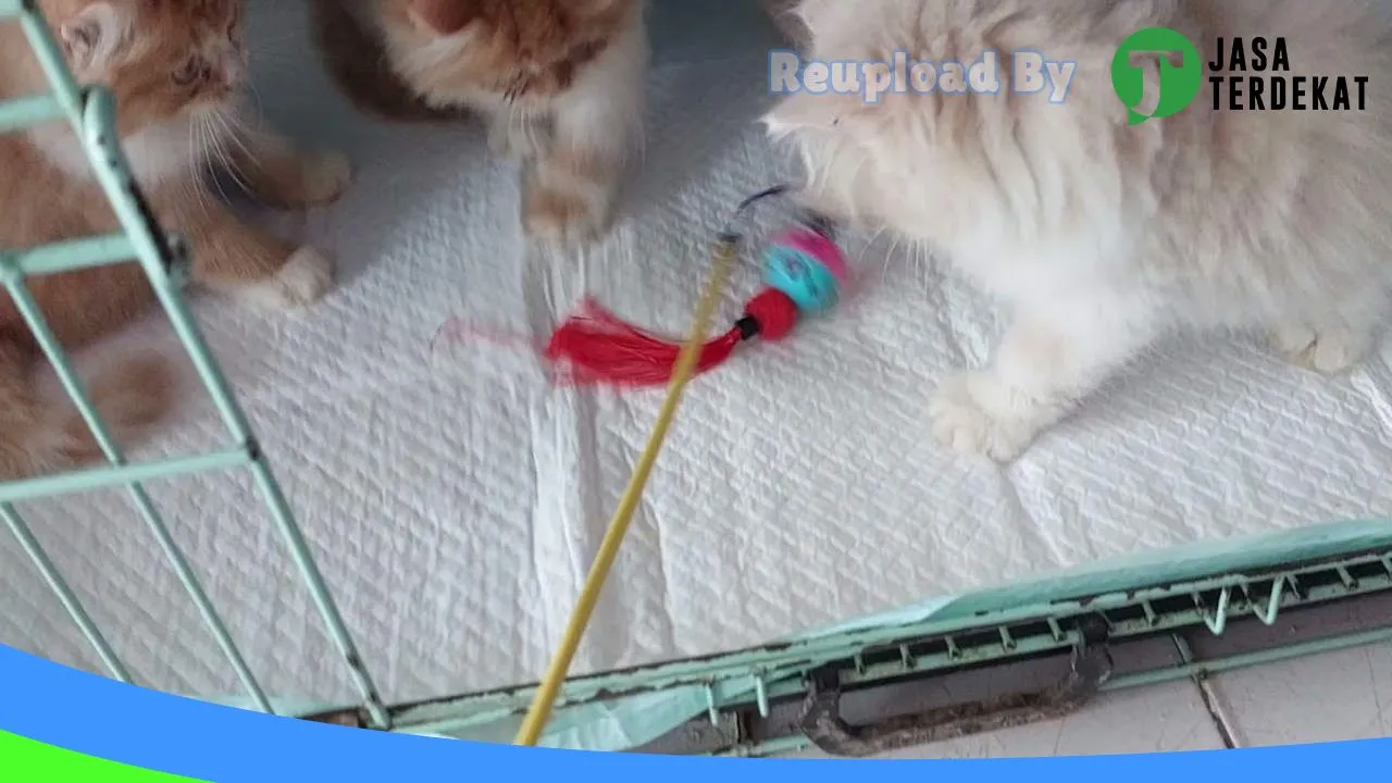 Gambar DEWI PET SHOP MEDAN di Medan, Sumatera Utara ke 1