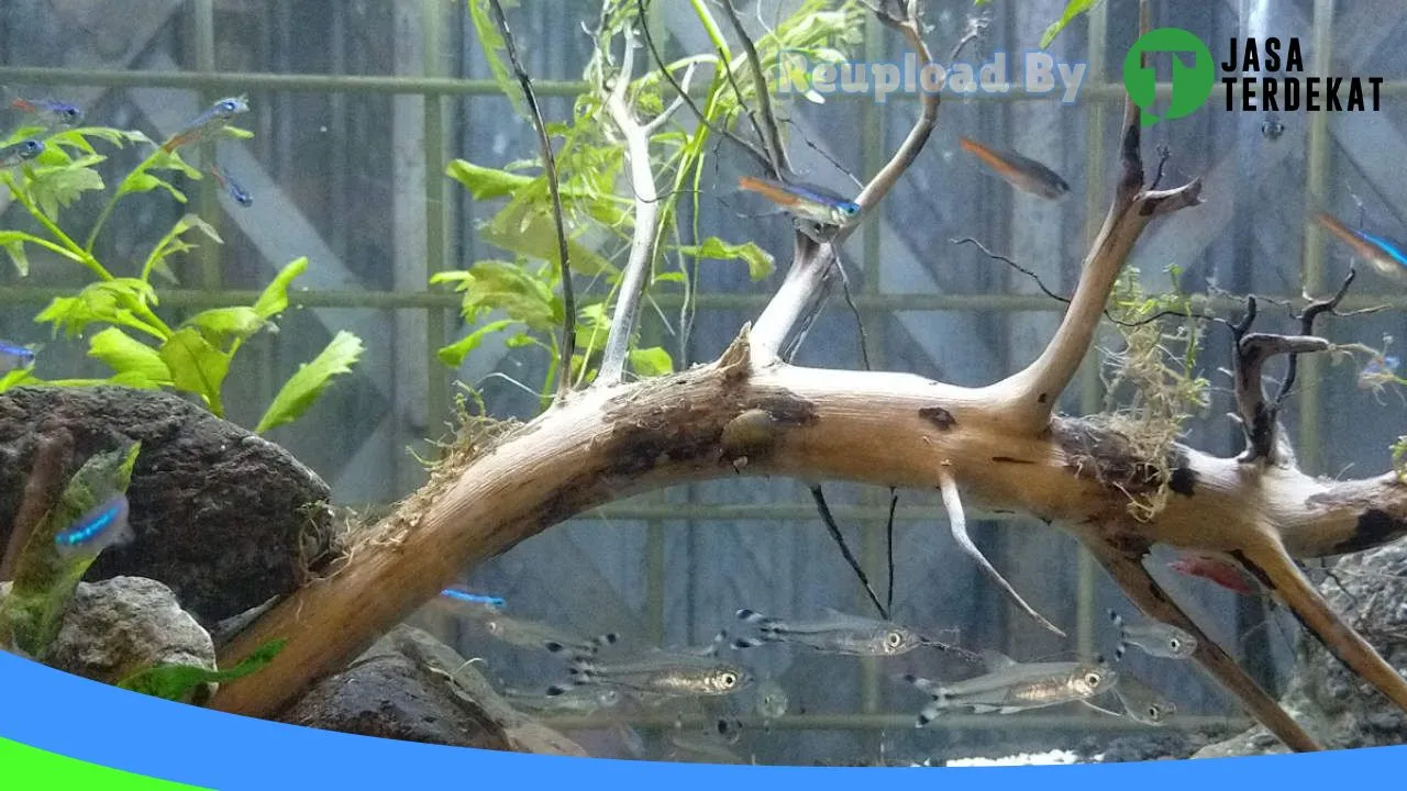 Gambar petshop punggur di Lampung Tengah, Lampung ke 2