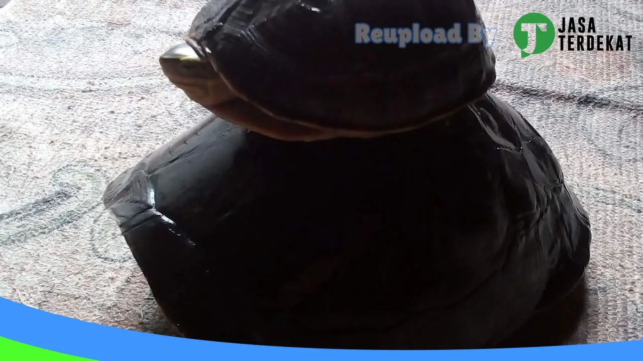 Gambar Ifull Farm Guppy,Betta &Turtle di Tapin, Kalimantan Selatan ke 3