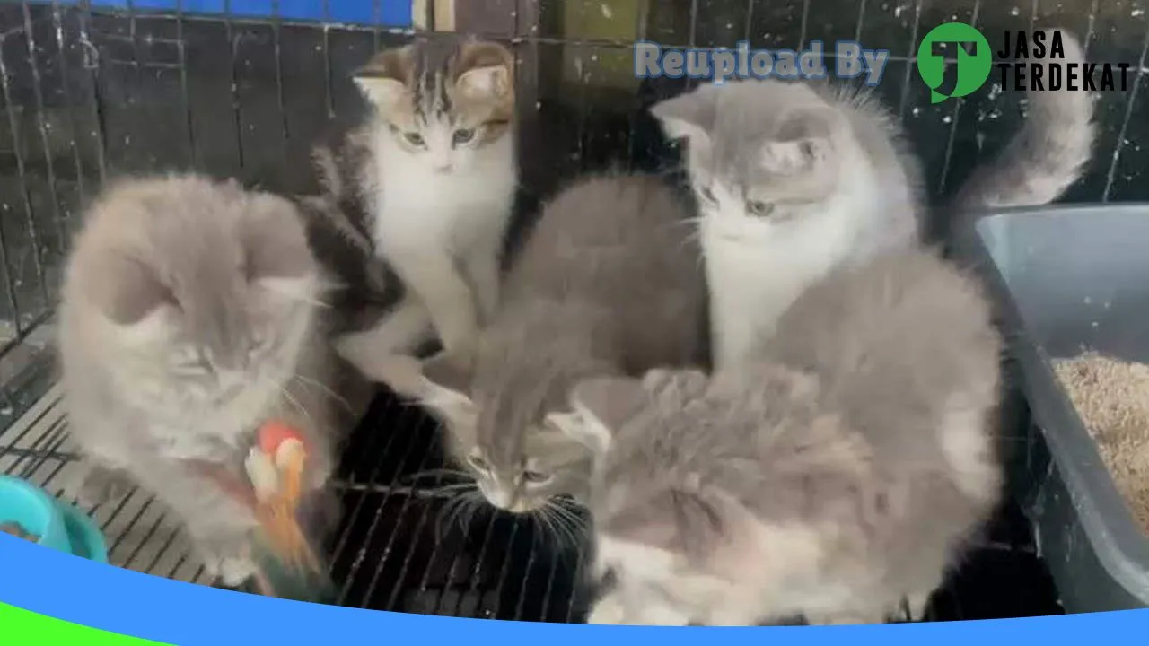 Gambar DEWI PET SHOP MEDAN di Medan, Sumatera Utara ke 2