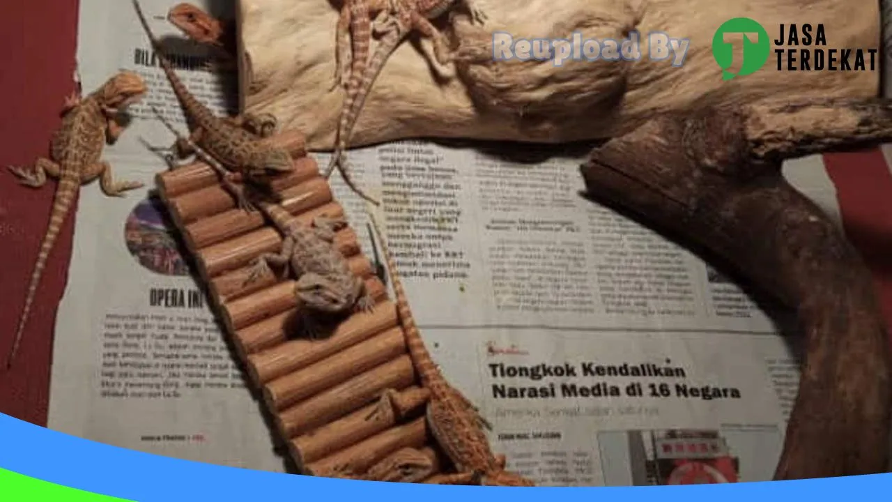 Gambar hamster pets berau di Berau, Kalimantan Timur ke 3