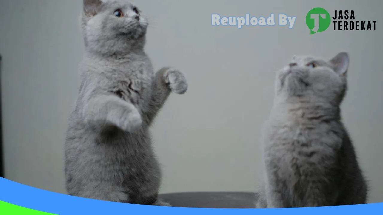 Gambar Fun Pet Shop di Rejang Lebong, Bengkulu ke 1