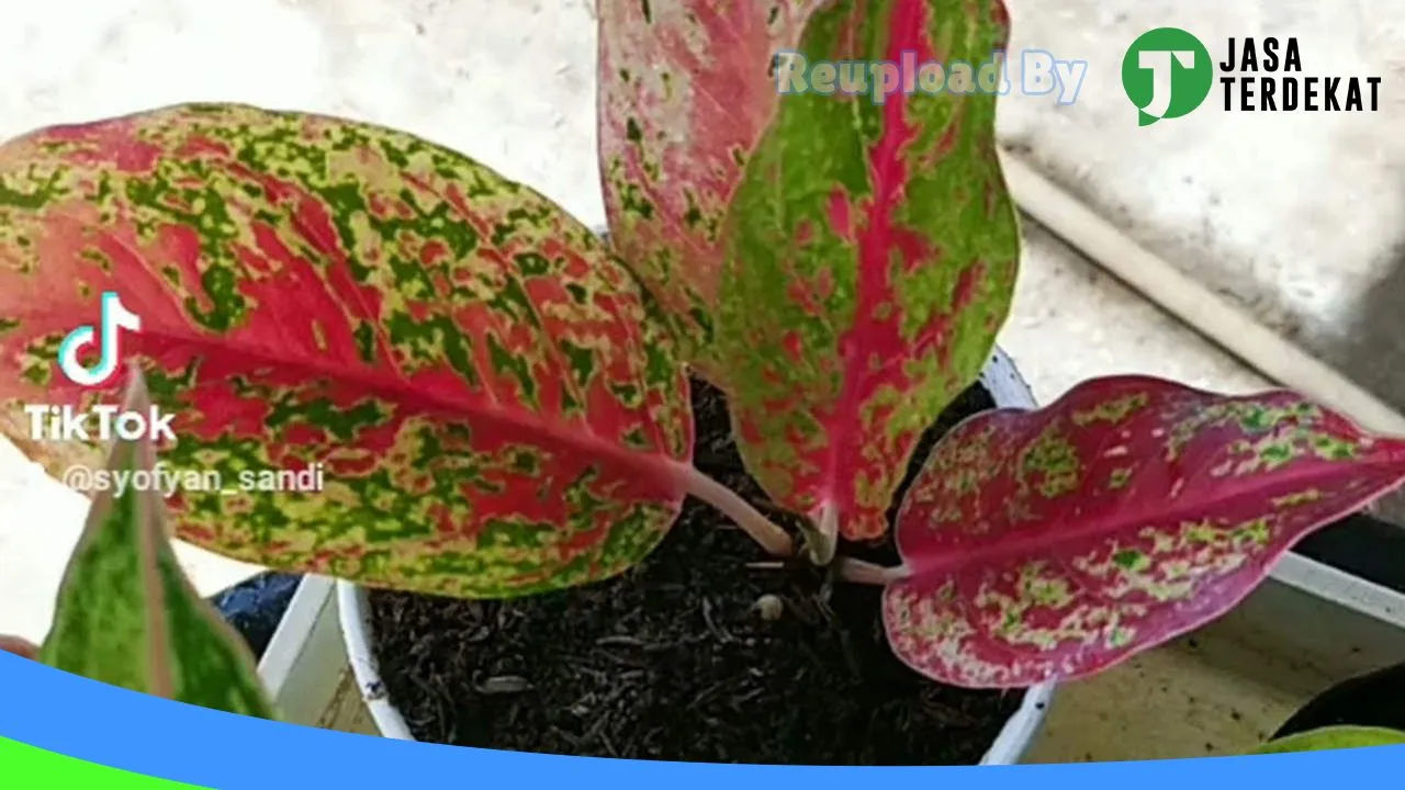 Gambar Unique Petshop & Stuff di Aceh Utara, Aceh ke 1