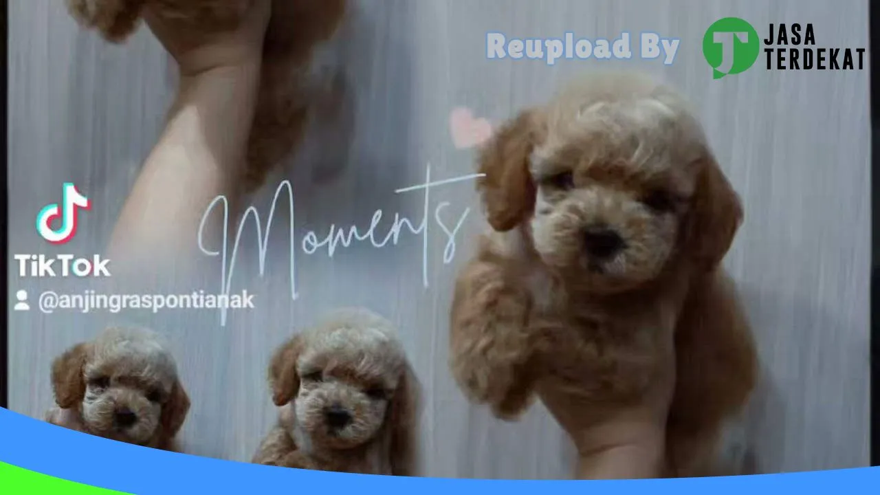 Gambar Anjing Ras Pontianak di Kubu Raya, Kalimantan Barat ke 2