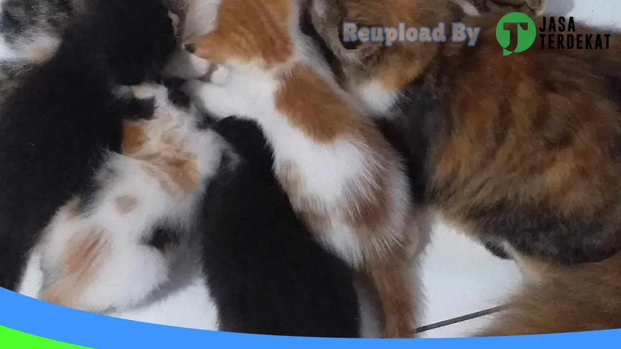 Gambar Cihan Pet Shop di Rejang Lebong, Bengkulu ke 4