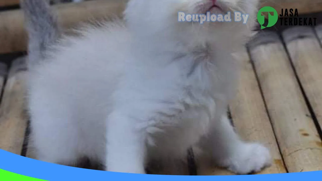 Gambar Muezza cw petshop di Lombok Tengah, Nusa Tenggara Barat ke 2