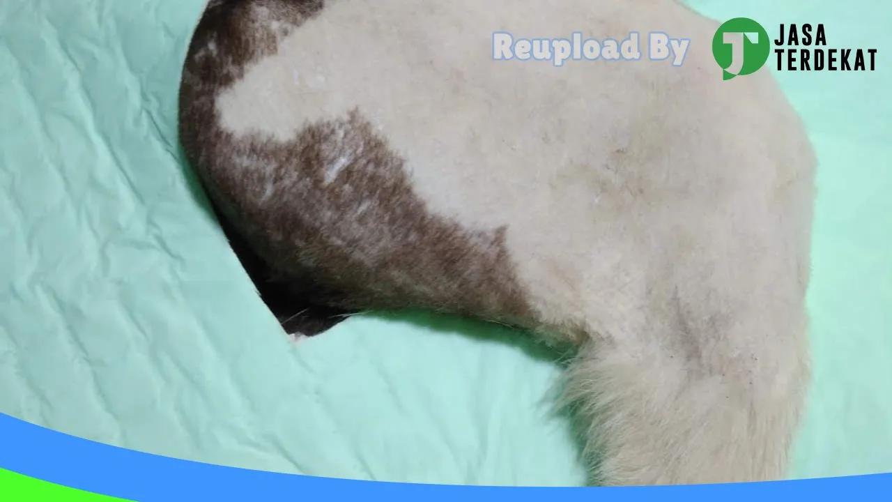 Gambar MS VET CLINIC di Tebing Tinggi, Sumatera Utara ke 1