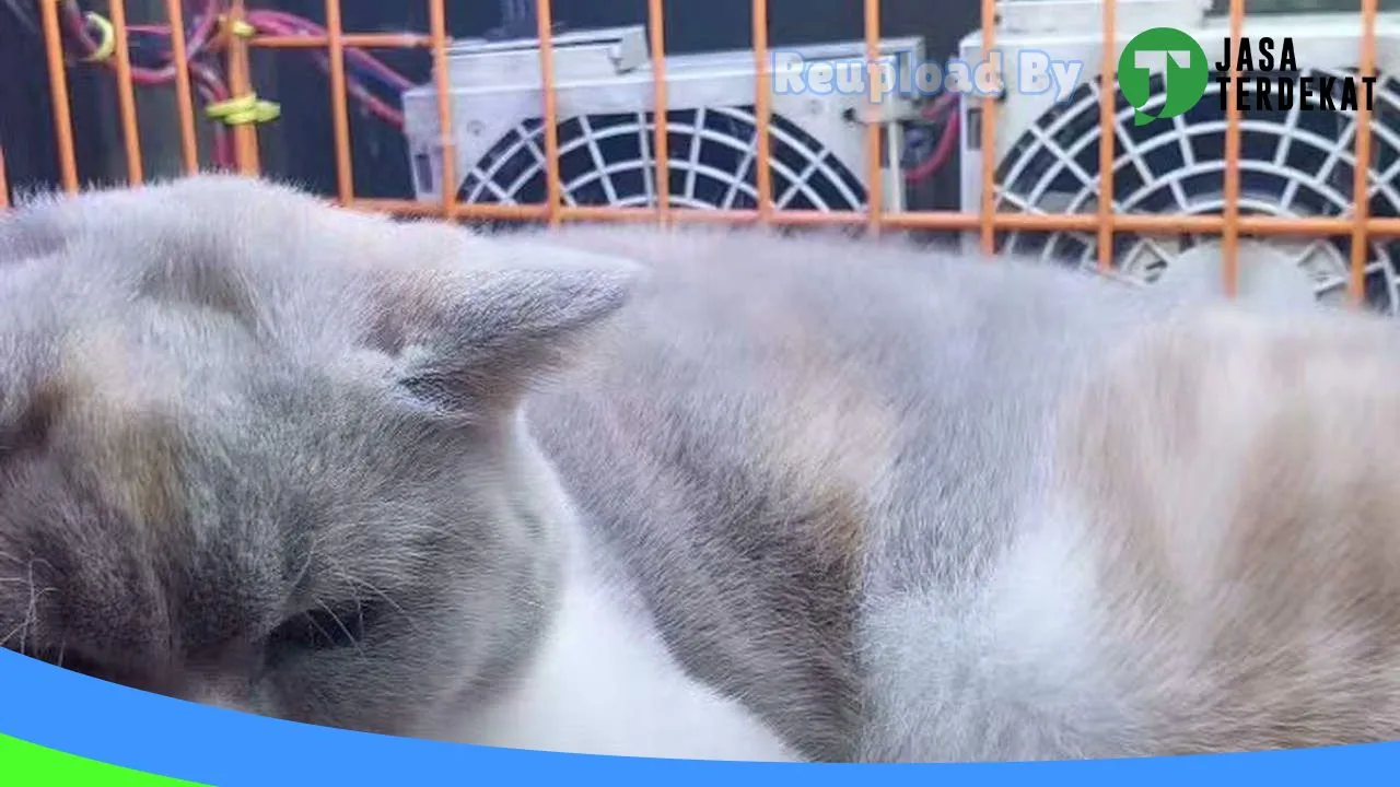 Gambar Mugen asolole petshop & groomer hewan di Hulu Sungai Tengah, Kalimantan Selatan ke 4