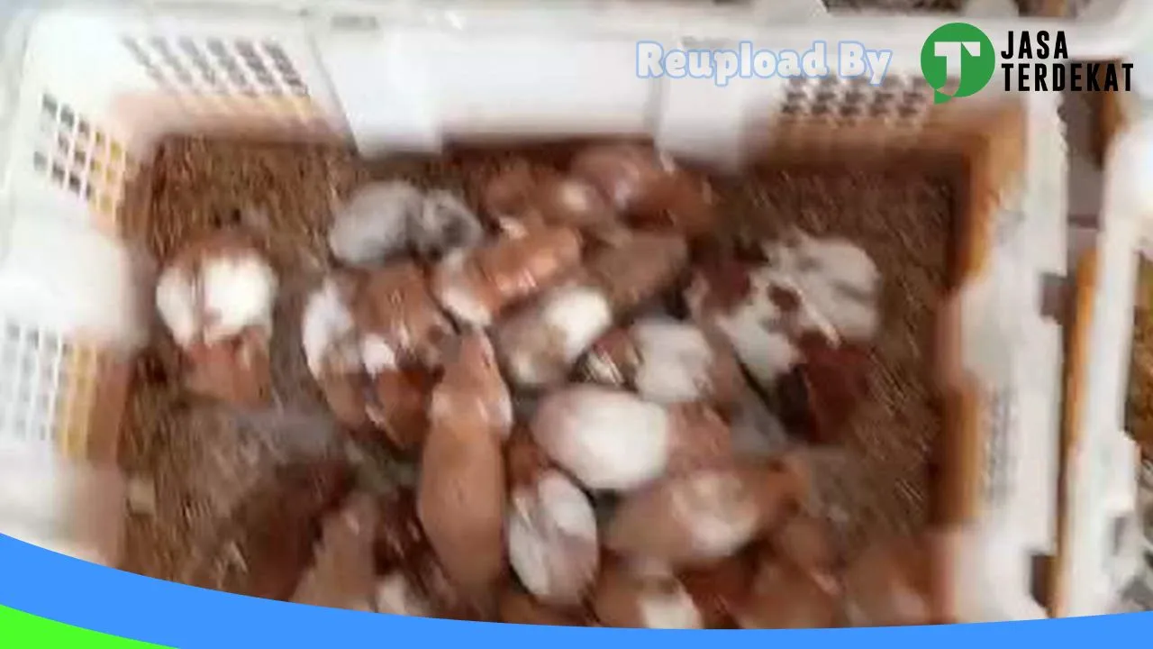 Gambar Galeri Hamster Prabumulih di Prabumulih, Sumatera Selatan ke 1