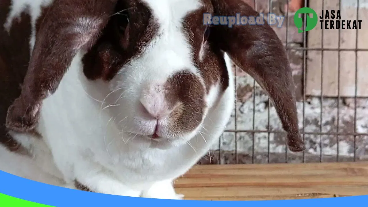 Gambar KELINCIKU PACITAN di Pacitan, Jawa Timur ke 4