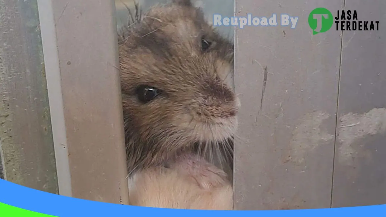 Gambar WANARA HAMSTER di Pacitan, Jawa Timur ke 3
