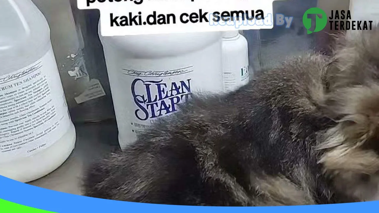 Gambar Mugen asolole petshop & groomer hewan di Hulu Sungai Tengah, Kalimantan Selatan ke 3