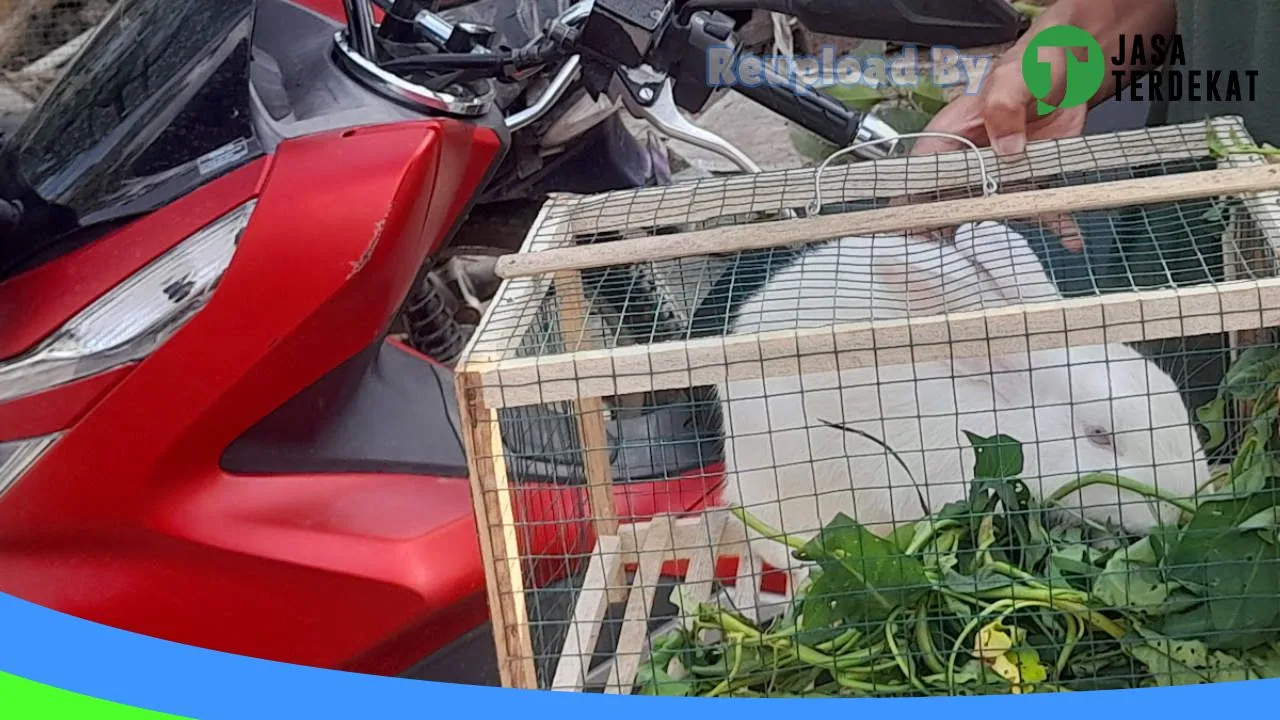 Gambar Jual Kelinci Pringsewu Lampung di Pringsewu, Lampung ke 4