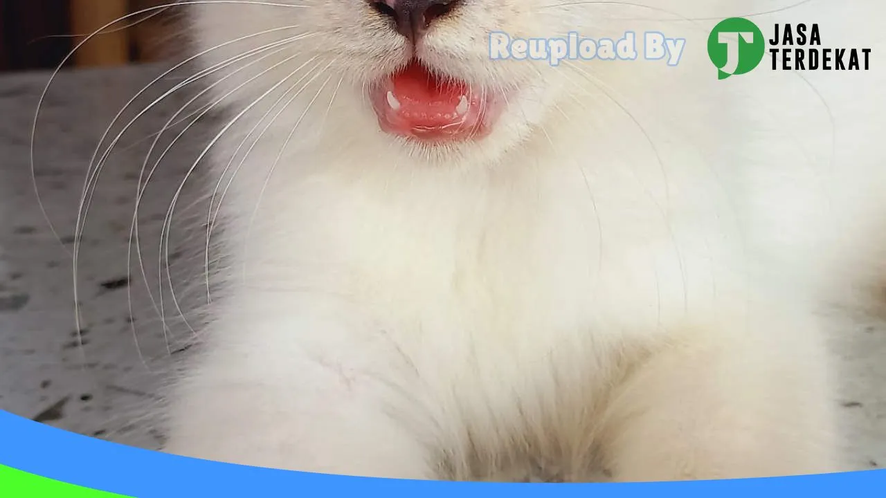 Gambar Saifika Pets di Aceh Utara, Aceh ke 1