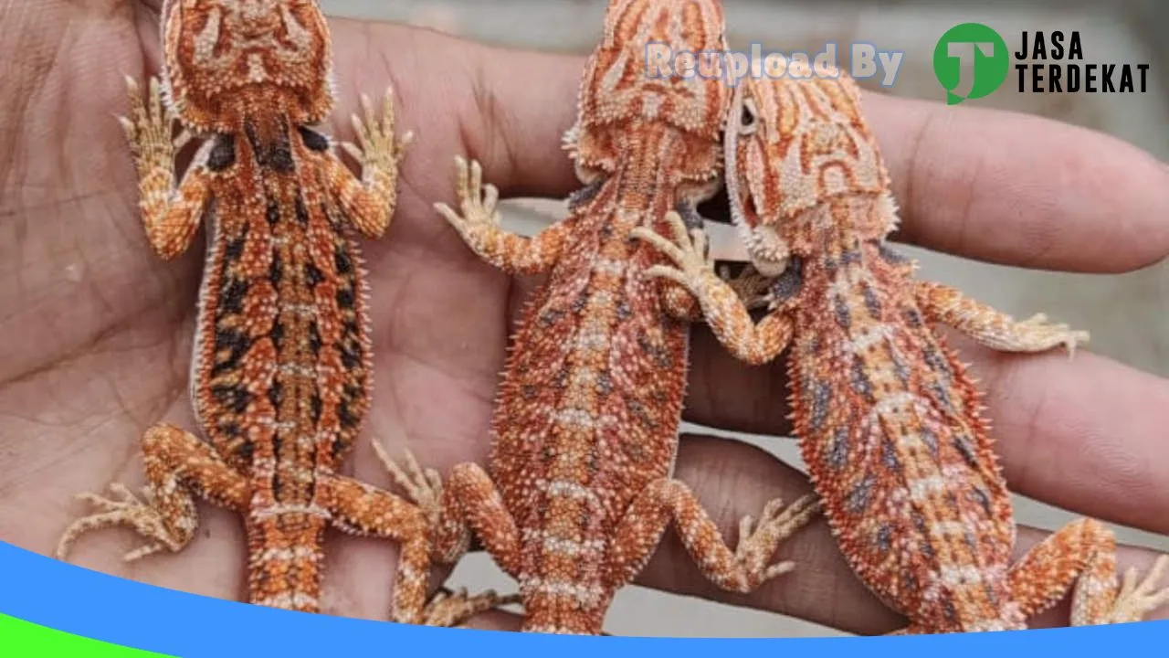 Gambar hamster pets berau di Berau, Kalimantan Timur ke 1