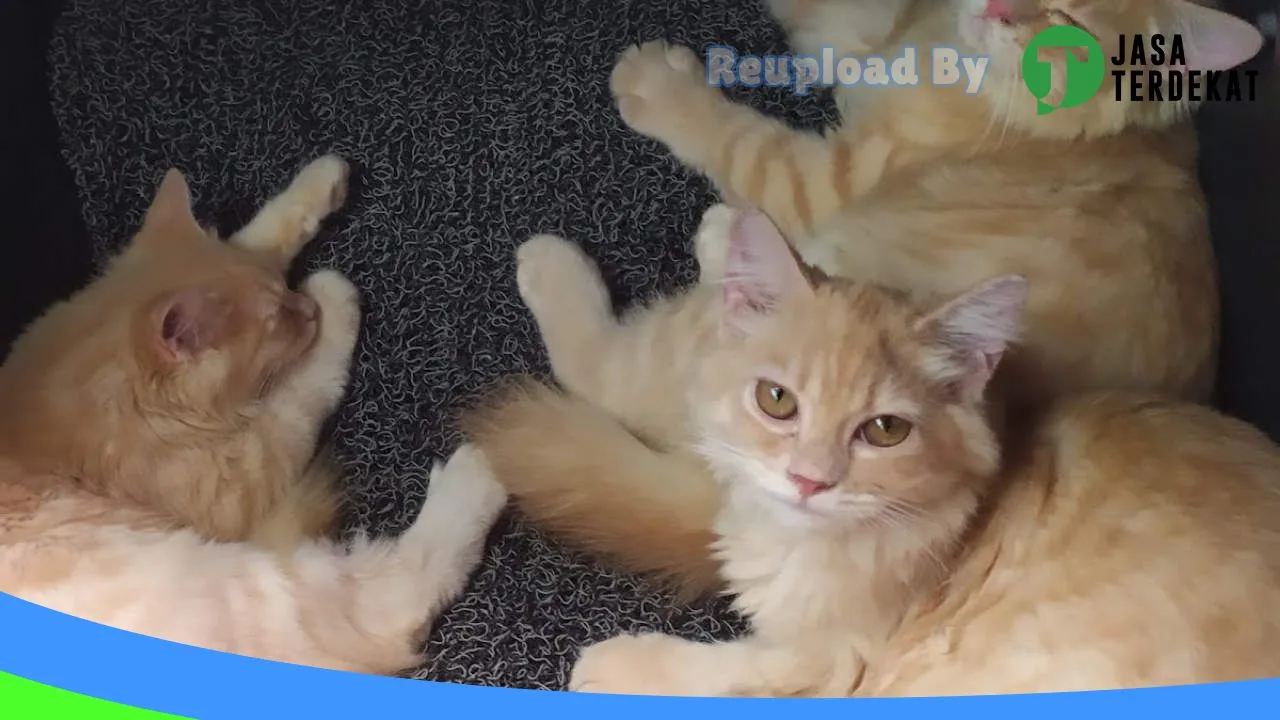 Gambar Denta Petshop di Aceh Besar, Aceh ke 2