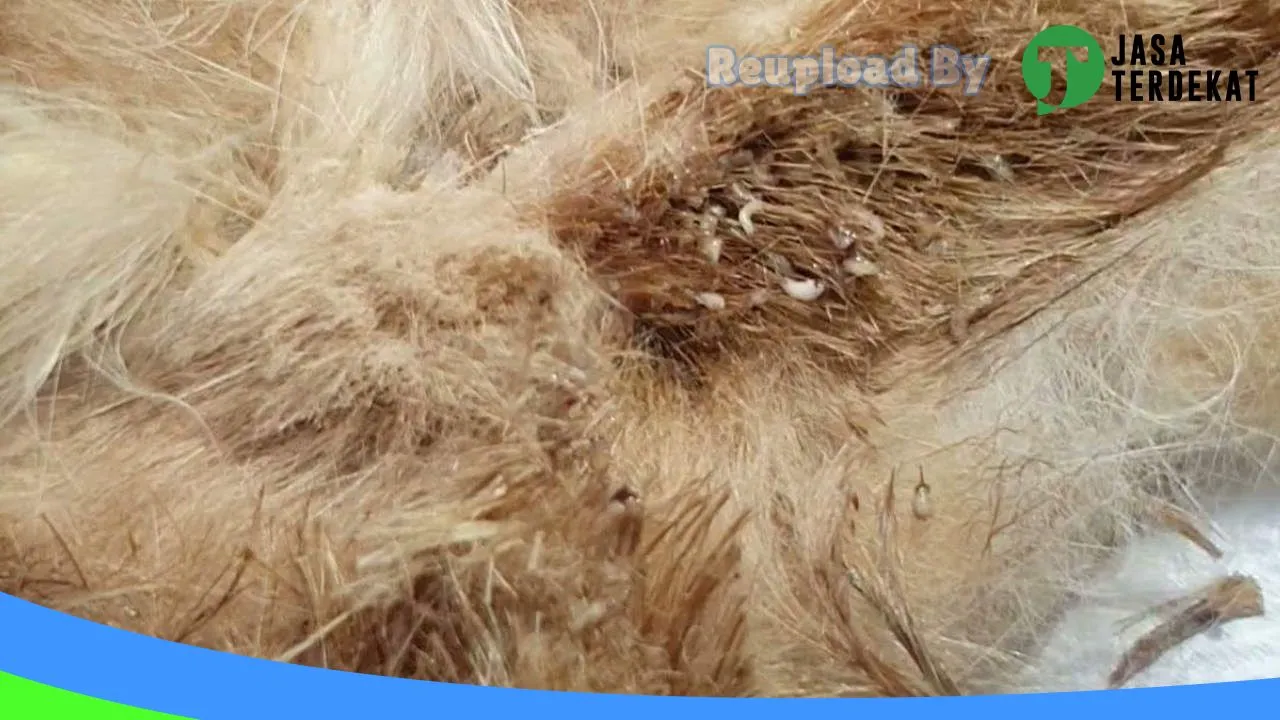 Gambar Klinik Hewan Malinau (Malinau Petcare) di Malinau, Kalimantan Utara ke 1