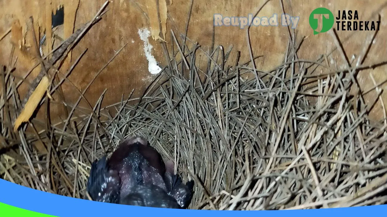 Gambar Toko Burung Putra Jaya di Batanghari, Jambi ke 3