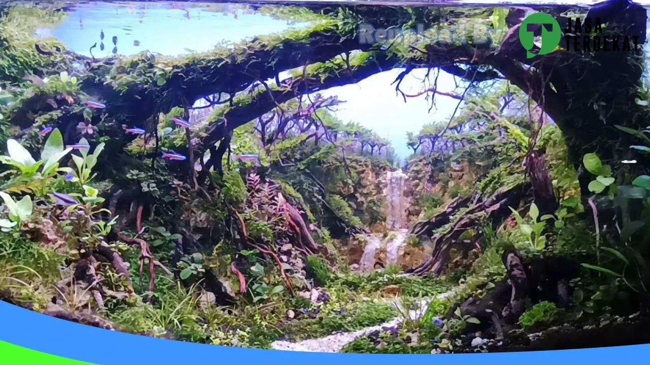 Gambar AQUARIUM AQUASCAPE DESIGN IMAGINATION(ADI) di Buton, Sulawesi Tenggara ke 1