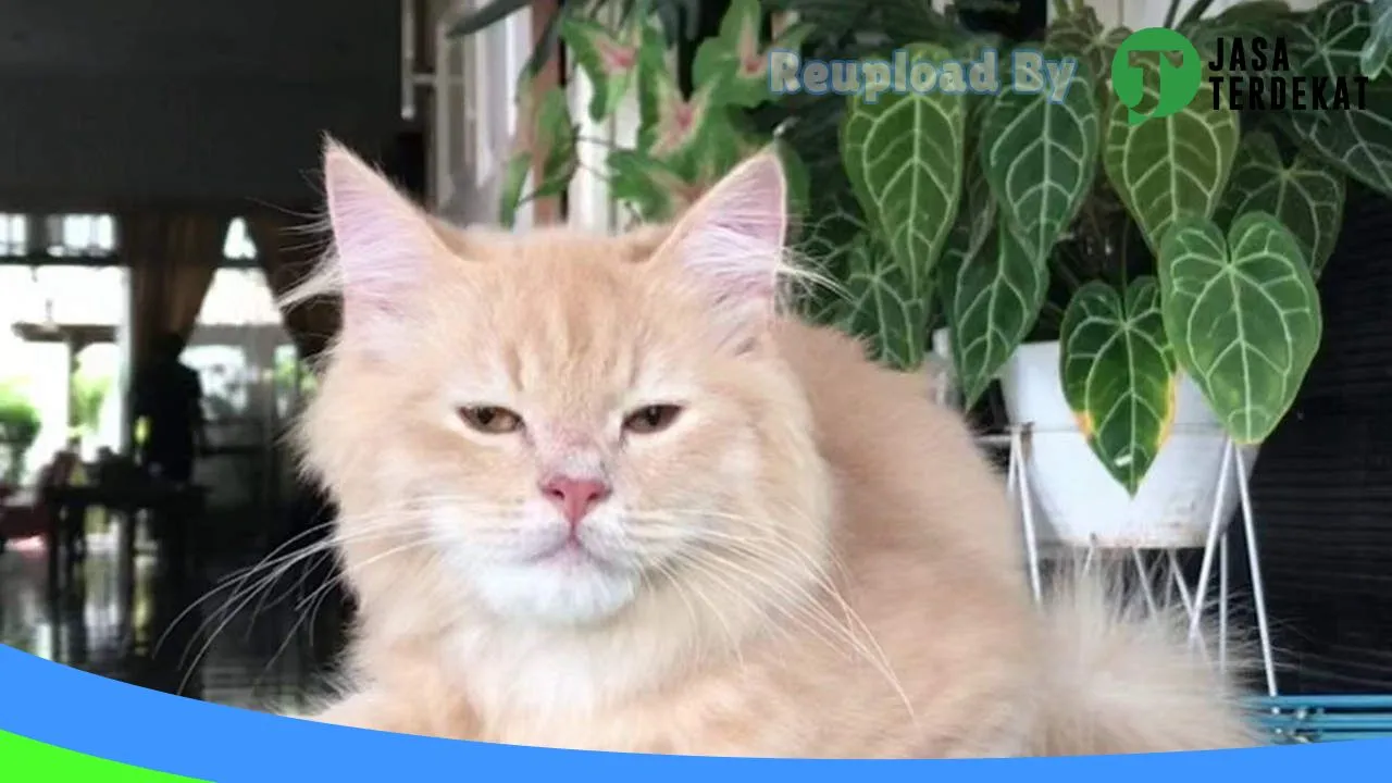 Gambar Cline Petshop & Grooming Hewan Purwakarta di Purwakarta, Jawa Barat ke 2