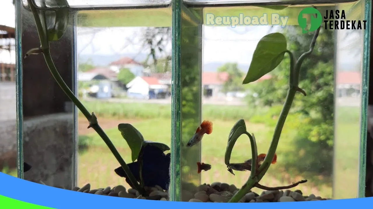 Gambar PAWED CAT petshop di Gunung Kidul, DI Yogyakarta ke 4