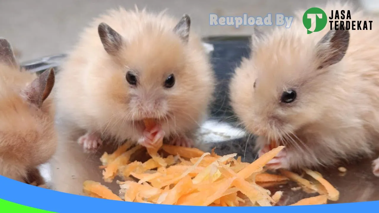 Gambar FARM HAMSTER PAMEKASAN di Pamekasan, Jawa Timur ke 3