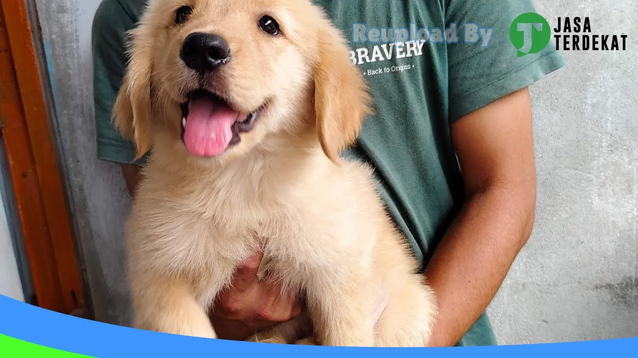 Gambar Anjing Ras Pontianak di Kubu Raya, Kalimantan Barat ke 1