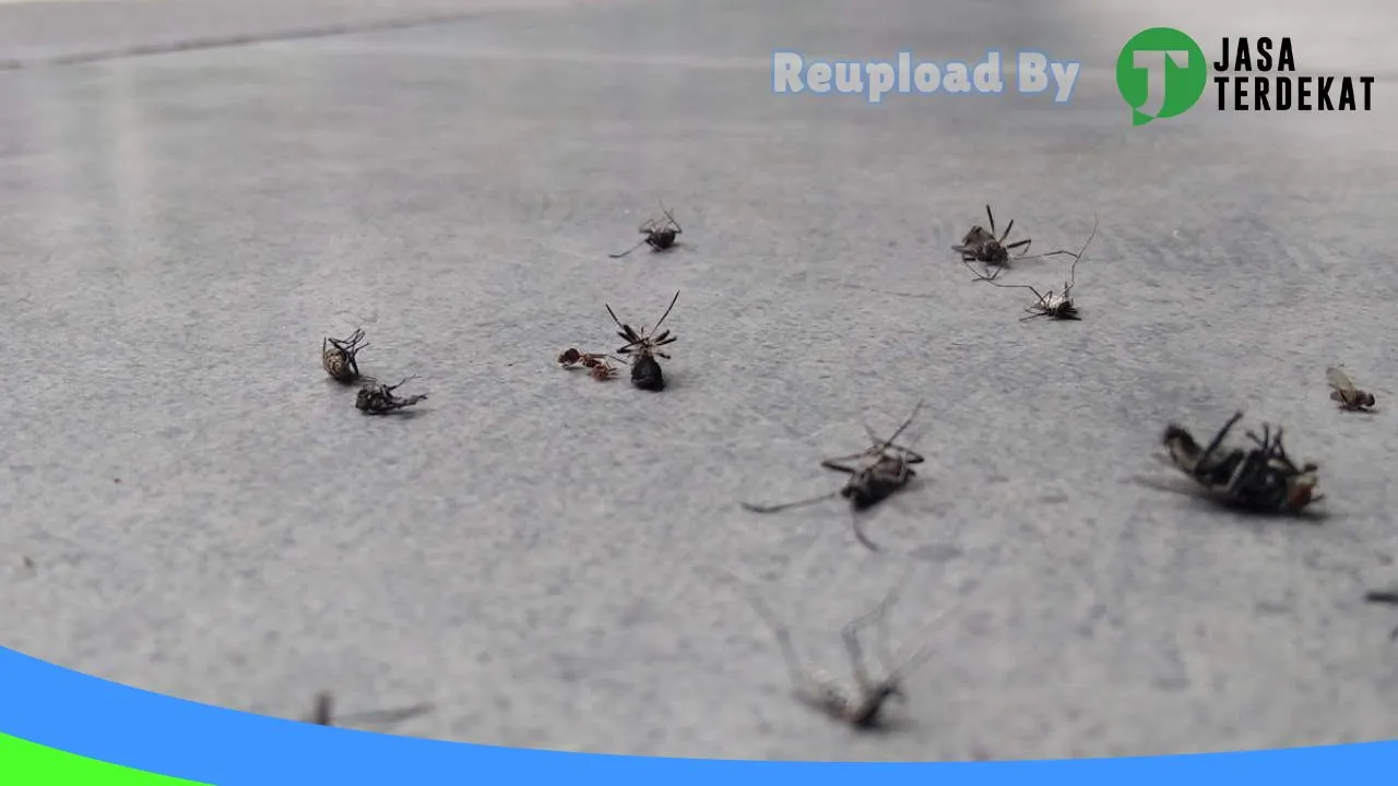 Gambar Anti Rayap Bali – Pest Control Tabanan di Tabanan, Bali ke 5