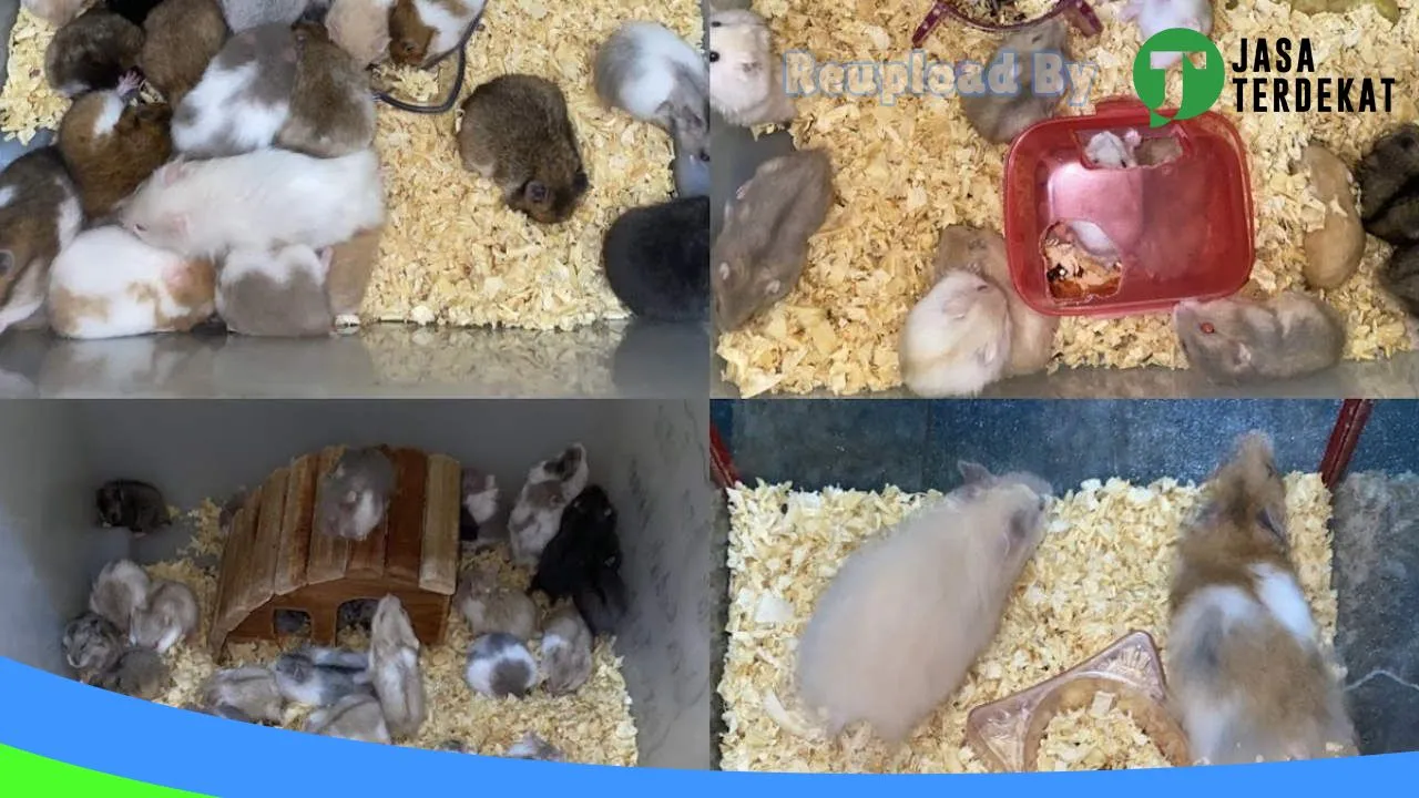 Gambar Oranjee Petshop (Toko Hamster & Perlengkapan Kucing Palembang) di Palembang, Sumatera Selatan ke 3
