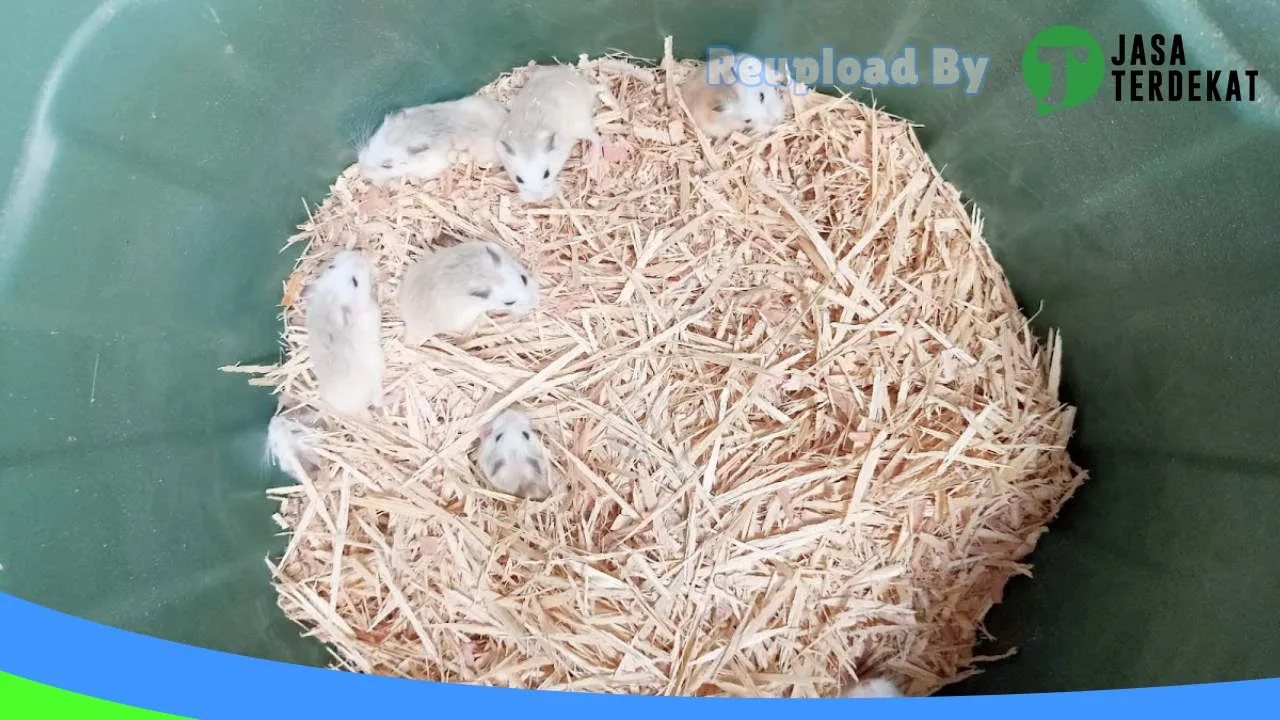 Gambar Galeri Hamster Prabumulih di Prabumulih, Sumatera Selatan ke 2