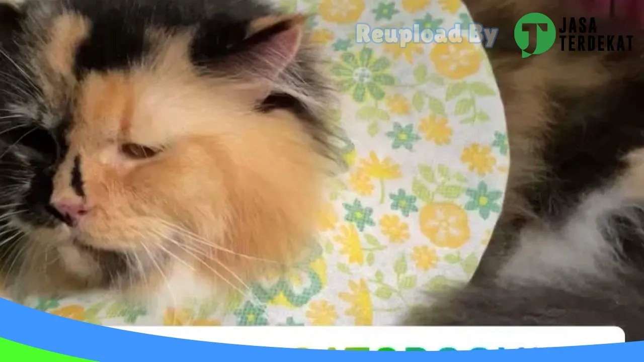 Gambar Petshop End_Man Cat Care Service Medan di Medan, Sumatera Utara ke 2